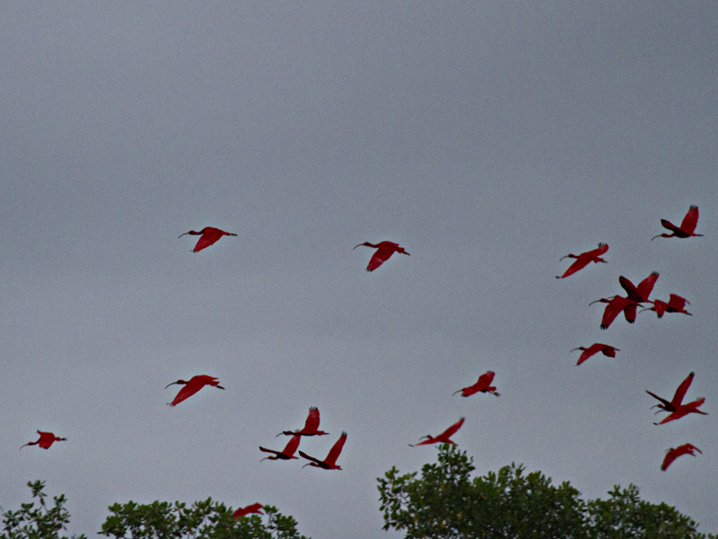 Scarlet Ibis Rookery View
     click here to view video