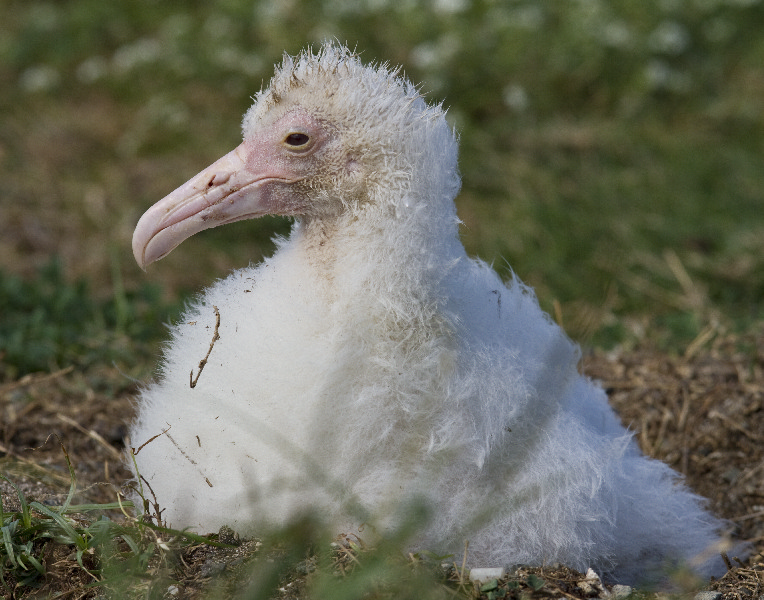 Albino Laysan Albatross