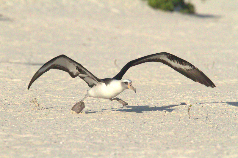 Laysun Albatross Taking Off
     click here to view video