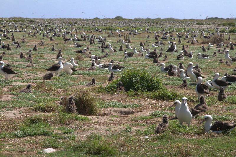 Midway Island Albatross Colony Panoramic View
     click here to view video