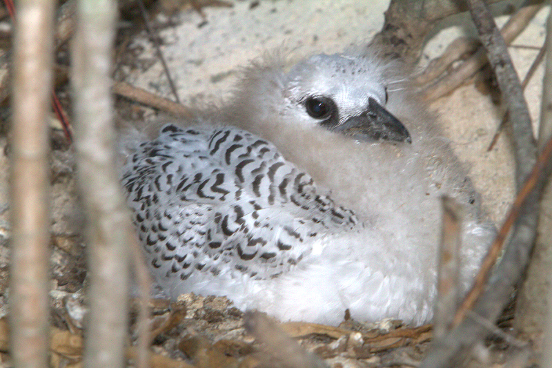Red-tailed Tropicbird Chick