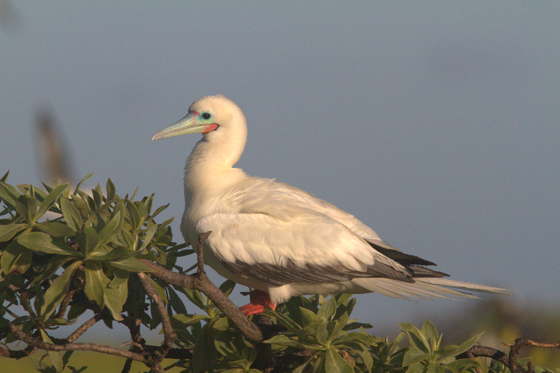 White Red-footed Booby