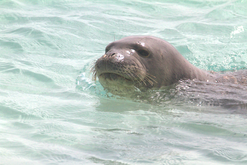 Hawaiian Monk Seal      