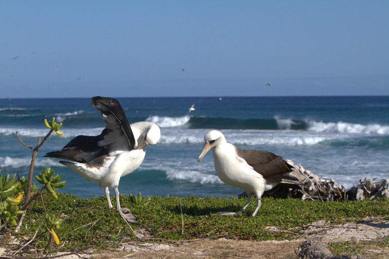 Laysub Albatross Dancing
    click here to view video