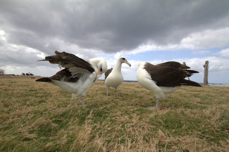 Laysun Albatross Crash Landing
     click here to view video