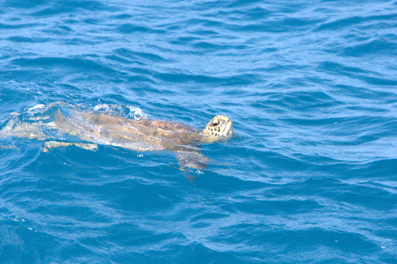 Green Sea Turtle          