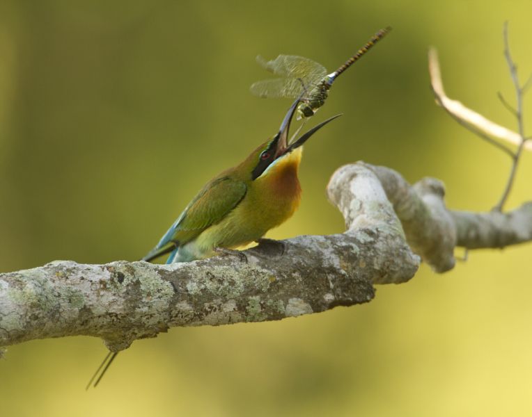 Blue tailed Bee-Eater