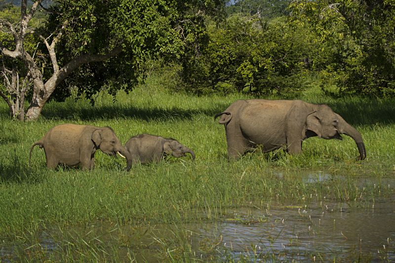 Asian Elephant family with young tusker
