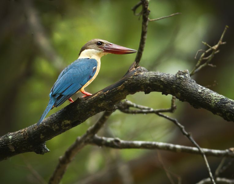 Storked-billed Kingfisher