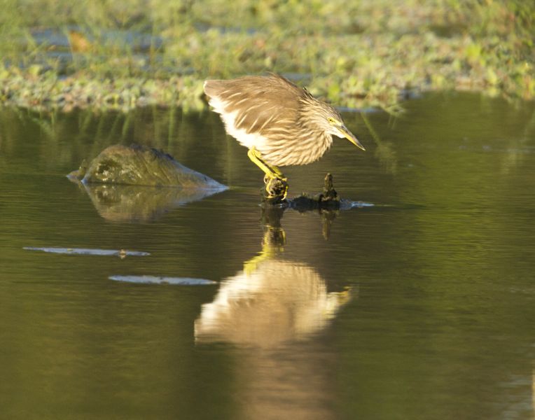 Indian Pond Heron