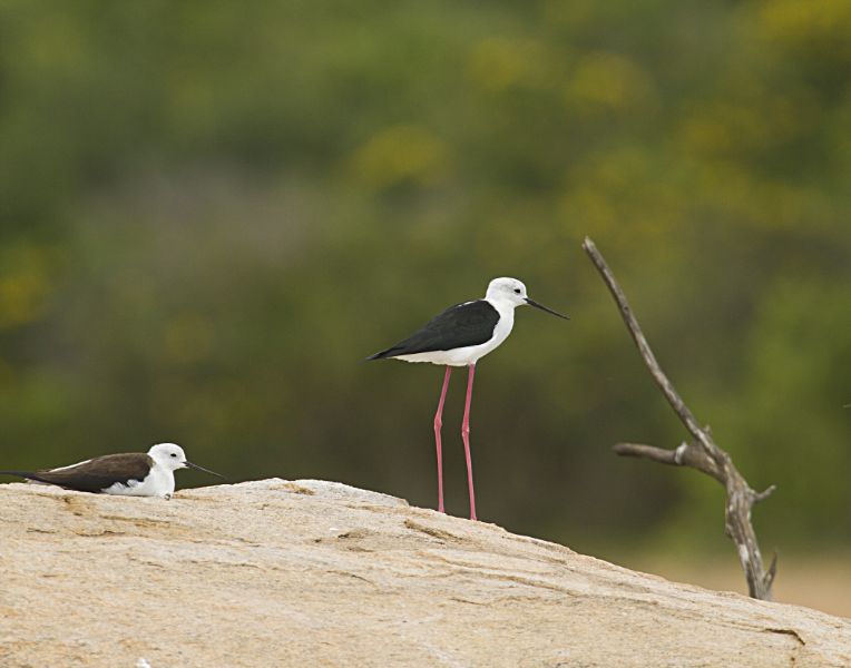 Black-winged Stilt