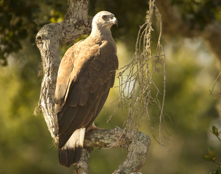 Gray headed Fish-Eagle.jpg
